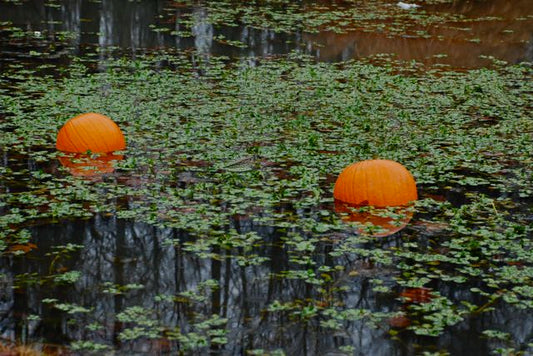 After Halloween, A Spookily Slow Day on the River